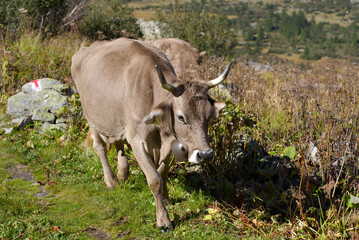 Dairy cow grazing at alp meadow of mountain hamlet of Gletsch, Canton Valais, on a sunny summer noon. Photo taken September 12th, 2022, Gletsch, Switzerland.