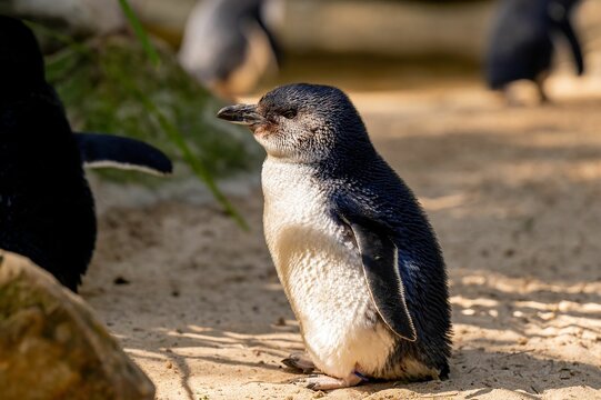 Closeup of a little blue penguin, Eudyptula minor.