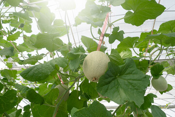 Melon fruits in Agricultural greenhouse farm.