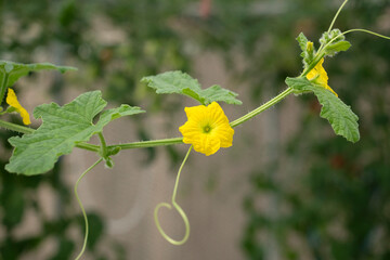 Melon flower in Agricultural greenhouse farm.