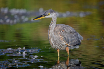 Juvenile Great Blue Heron