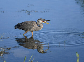 Great Blue Heron getting the catch of the day