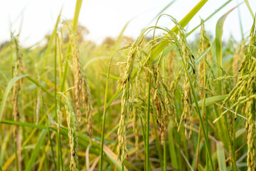 Rice field during sunrise, selective focus image, close-up