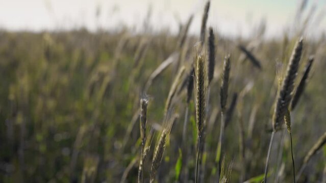 Young green wheat on agricultural field on wind. Close-up shot