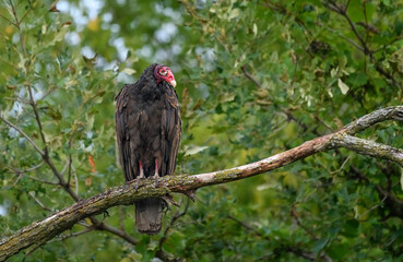 Turkey Vulture