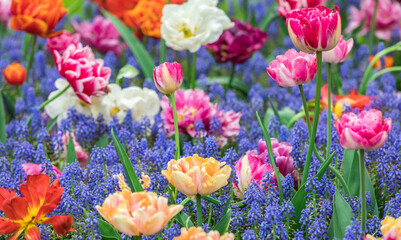 Colourful tulips