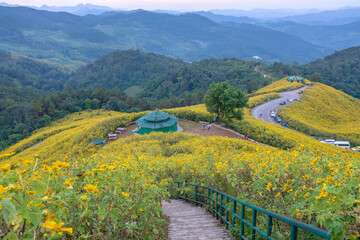 The beautiful of Mexican sunflower field in full bloom at the Bua Tong Field, Mae Hong Son  province, northern of Thailand.