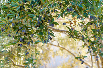 Olive garden background. Branches of olive trees under the sun on a farm in Italy or Greece for the...