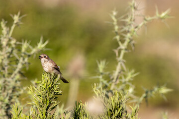 sparrow on a grass