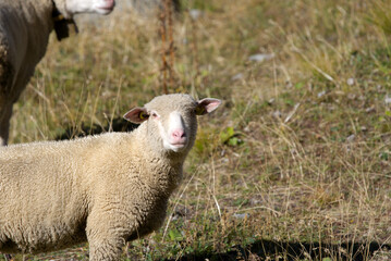 Herd of sheep grazing at meadow at region of Swiss mountain pass Furkapass on a sunny late summer day. Photo taken September 12th, 2022, Muttbach, Canton Valais, Switzerland.
