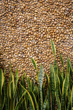 Natural background wall with pebbles and stones and Dracaena trifasciata, Espada-de-são-jorge, plant.