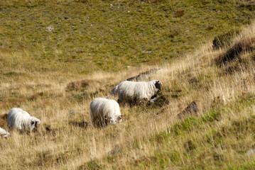 Obraz na płótnie Canvas Herd of black nose sheep grazing at meadow at region of Swiss mountain pass Furkapass on a sunny late summer day. Photo taken September 12th, 2022, Furka Pass, Switzerland.