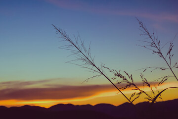 Grasses solf focus.Sunset times in Muak Lek,Saraburi, Thailand.