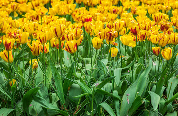 Colourful tulips