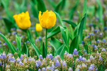 Colourful tulips