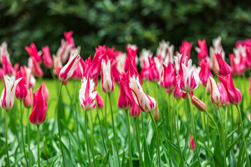 Colourful tulips