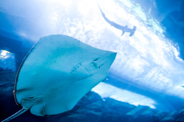 Large aquarium in Dubai with cramp-fish close up. Underwater wildlife