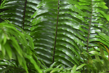 Ferns
