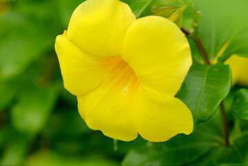 Golden Trumpet flower (Allamanda cathartica)