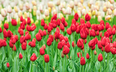 Colourful tulips