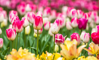 Colourful tulips