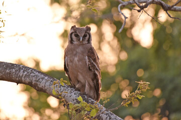 Naklejka premium Verreaux's or Giant Eagle-Owl (Bubo lacteus) roosting in tree in evening light