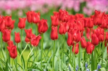 Colouful tulips