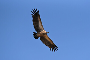 White-backed Vulture (Gyps africanus) in flight