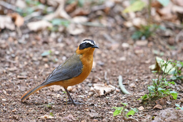 White-browed Robin-chat (Cossypha heuglini) foraging on the ground