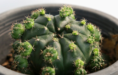 Cactus clusters with beautiful small spines, close-up. against the black background as an illustration