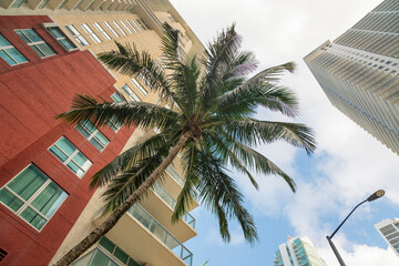 Fototapeta na wymiar Slanted coconut tree in low angle view outside the building with red orange and beige wall-Miami, FL