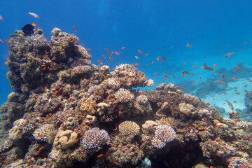 Fototapeta na wymiar Colorful, picturesque coral reef at bottom of tropical sea, hard corals with Anthias fishes, underwater landscape