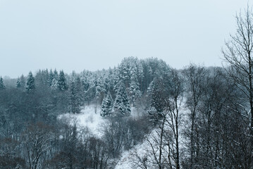 Pine snowy forest on hill, winter nature
