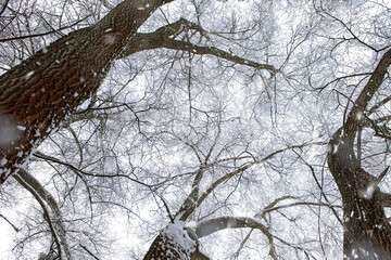 Winter scene. Trees in the snow.