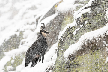 Alpine chamois under snowstorm, fine art portrait in the wild Alps (Rupicapra rupicapra)