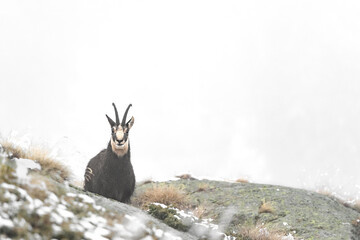 Face to face with Alpine chamois wrapped by fog (Rupicapra rupicapra)