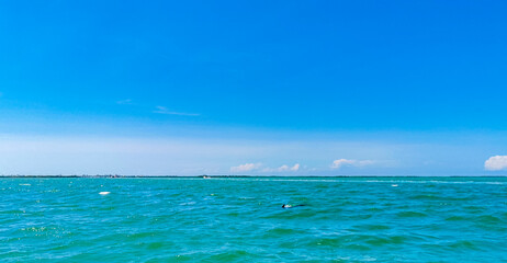 Dolphins swimming in the water off Holbox Island Mexico.