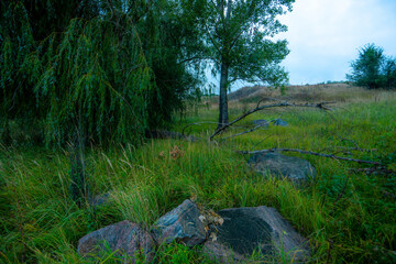 stone in the woods