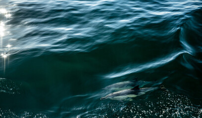 Two Dolphins Just Below The Surface