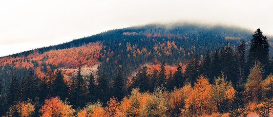 Autumn landscape in the mountains, colorful trees on a hillside, view on a cloudy day.