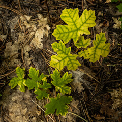 Veins of Green Leaves Growing out of Dirt