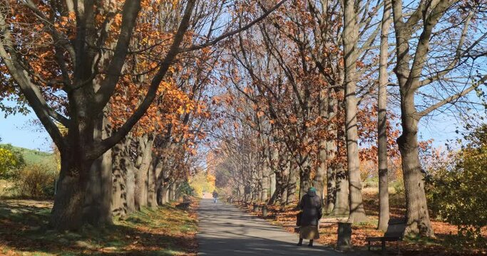 Park alley in golden autumn sunny nature. Colorful tree foliage in fall sun light landscape. Lonely woman stands, looks at path end. Season change, fading city nature. Orange falling leaves in grass