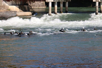 宇治市　宇治川の水鳥