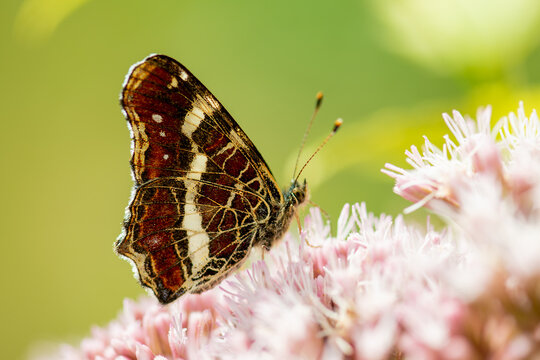 Map Butterfly, Araschnia levana, Seasonal dimorphism, summer generation, summer colour, summer colouring, Landk&auml;rtchen Sommergeneration Araschnia levana Fl&uuml;gelunterseite, Saisondimorphismus