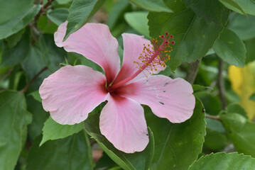Close up of Pink Hibiscus (Hibiscus rosa-sinensis)