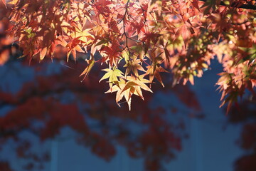奈良公園の綺麗な紅葉
