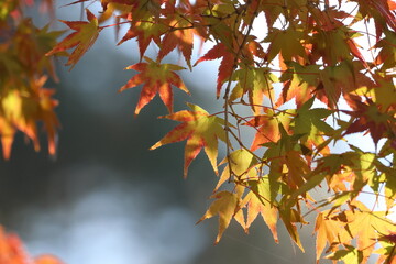 奈良公園の綺麗な紅葉