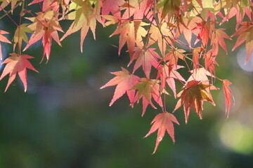 奈良公園の綺麗な紅葉