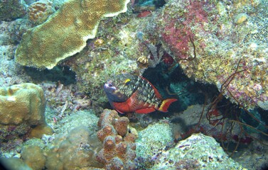 Fototapeta na wymiar Stoplight Parrotfish (Intermediate Phase) on the reef