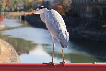 警戒するアオサギ